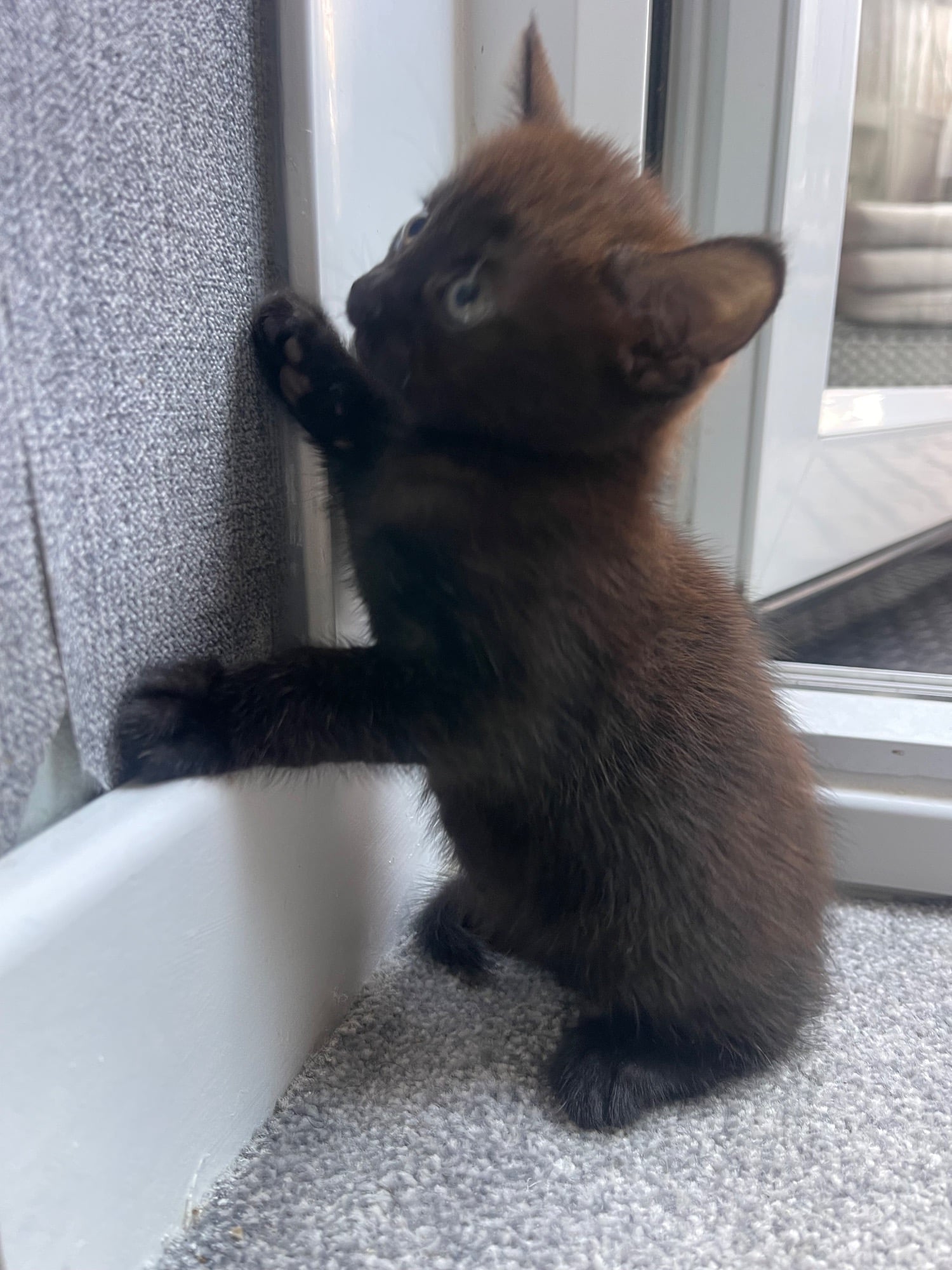 Female Bengal cross main coon - Cats & Kittens in Eastbourne