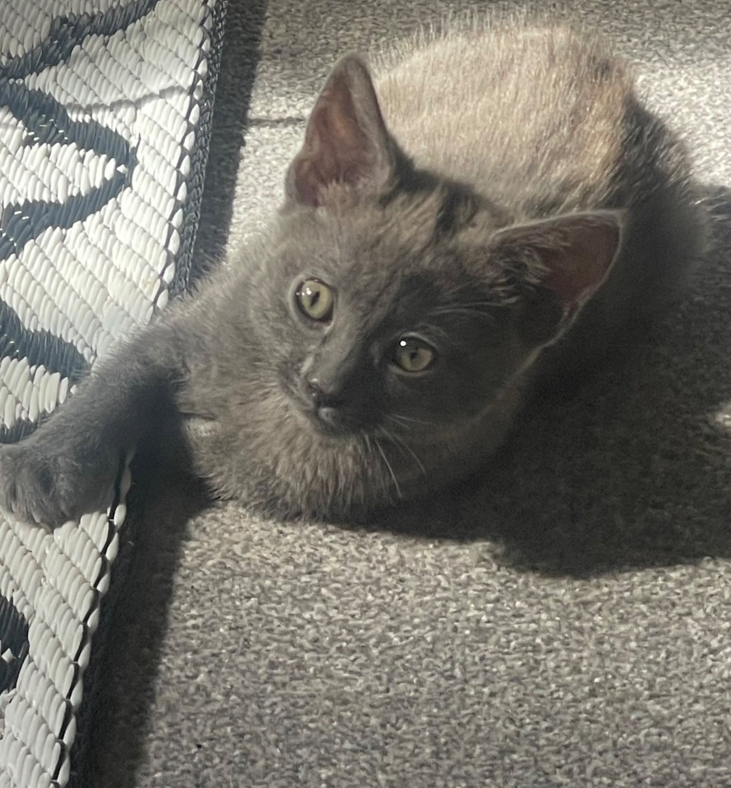 Female Bengal cross main coon - Cats & Kittens