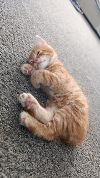 Maine coon kittens available 3 weeks