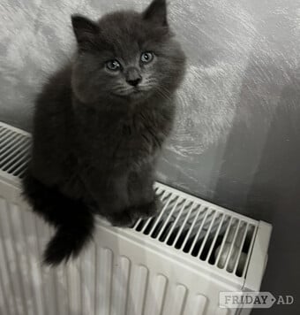 Persian mix kittens 