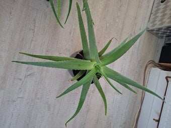 Aloe's green plant