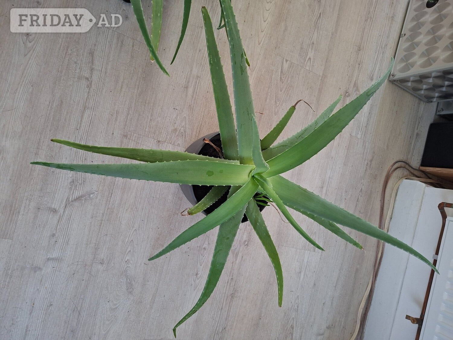 Aloe's green plant in Eastbourne
