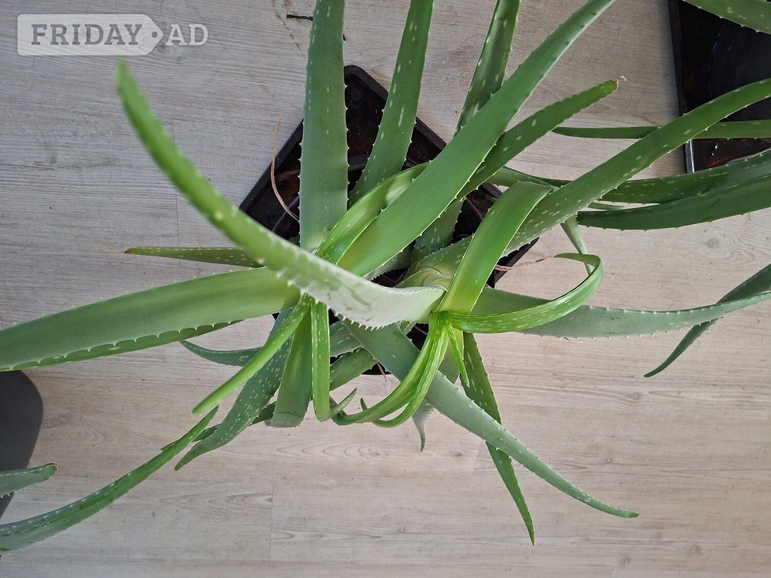 Aloe's green plant