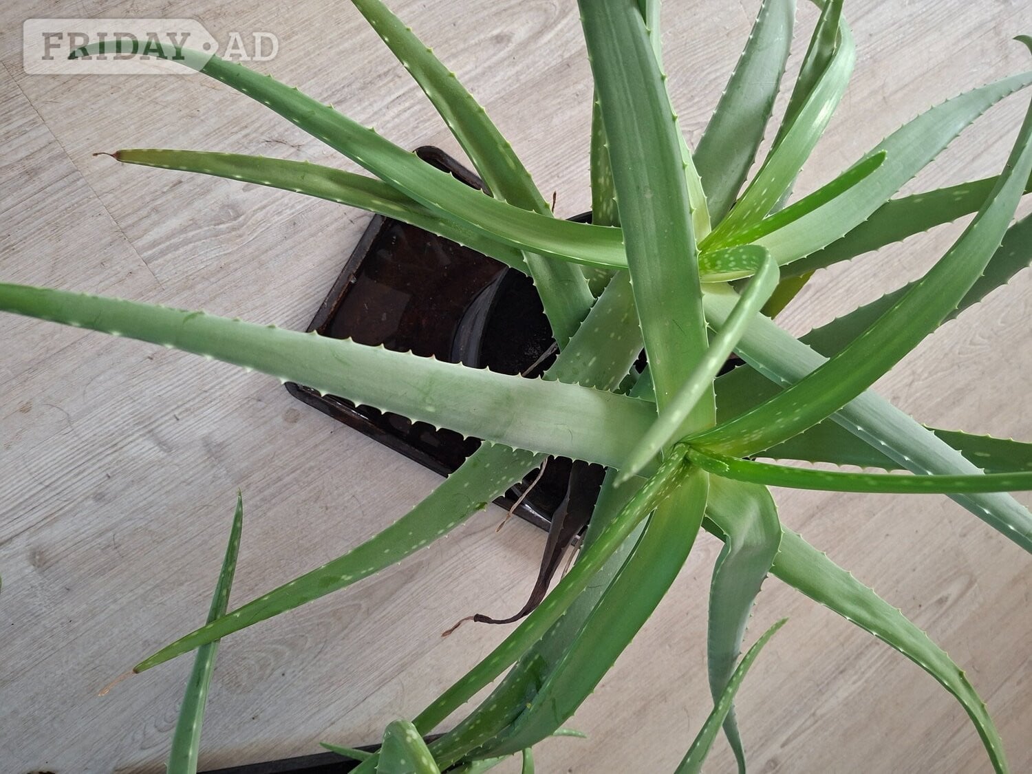 Eastbourne Aloe's green plant