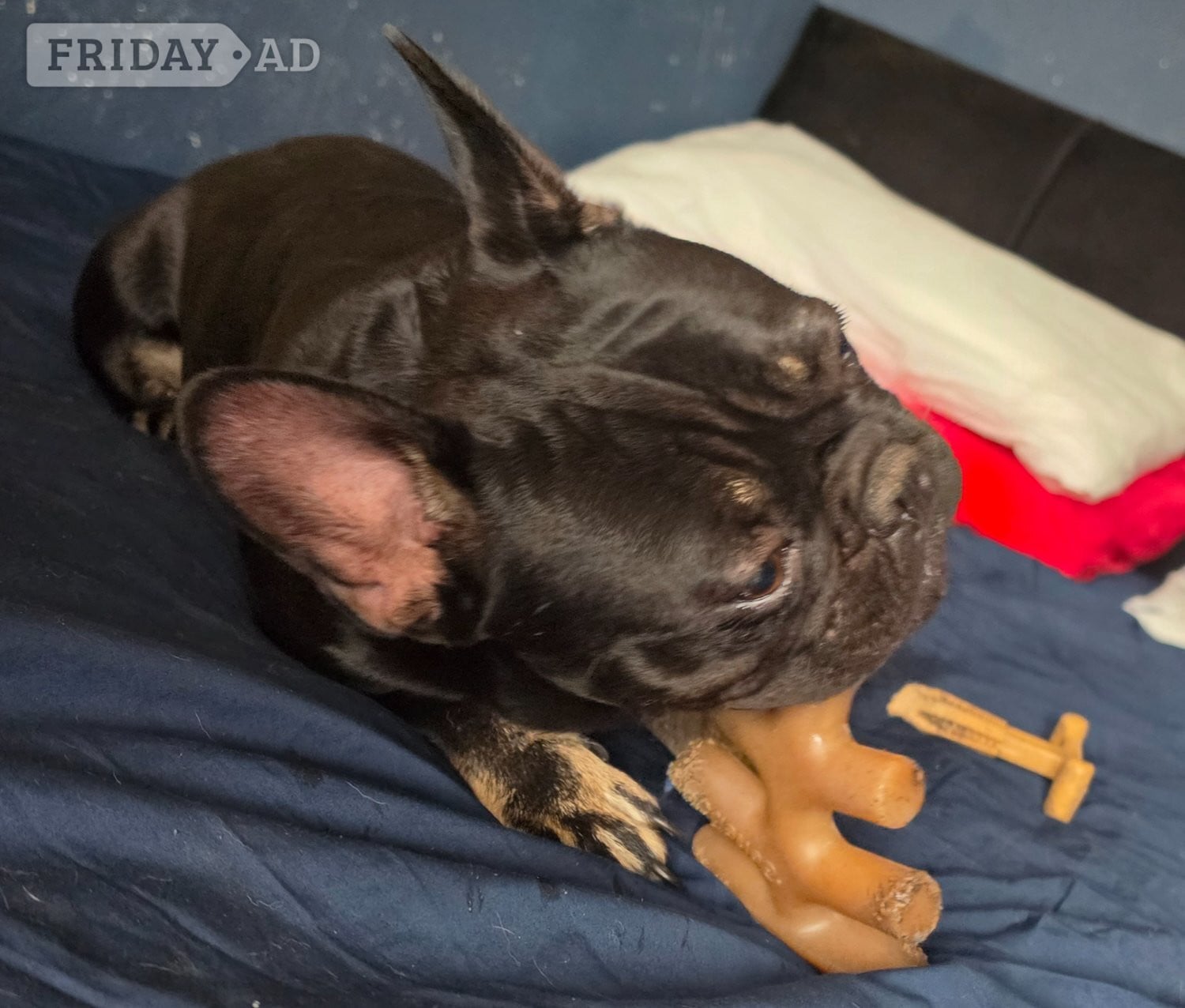 4 french bulldog for sale  in Walsall