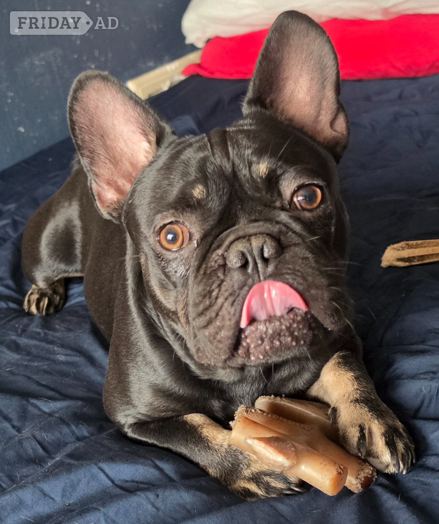 4 french bulldog for sale 