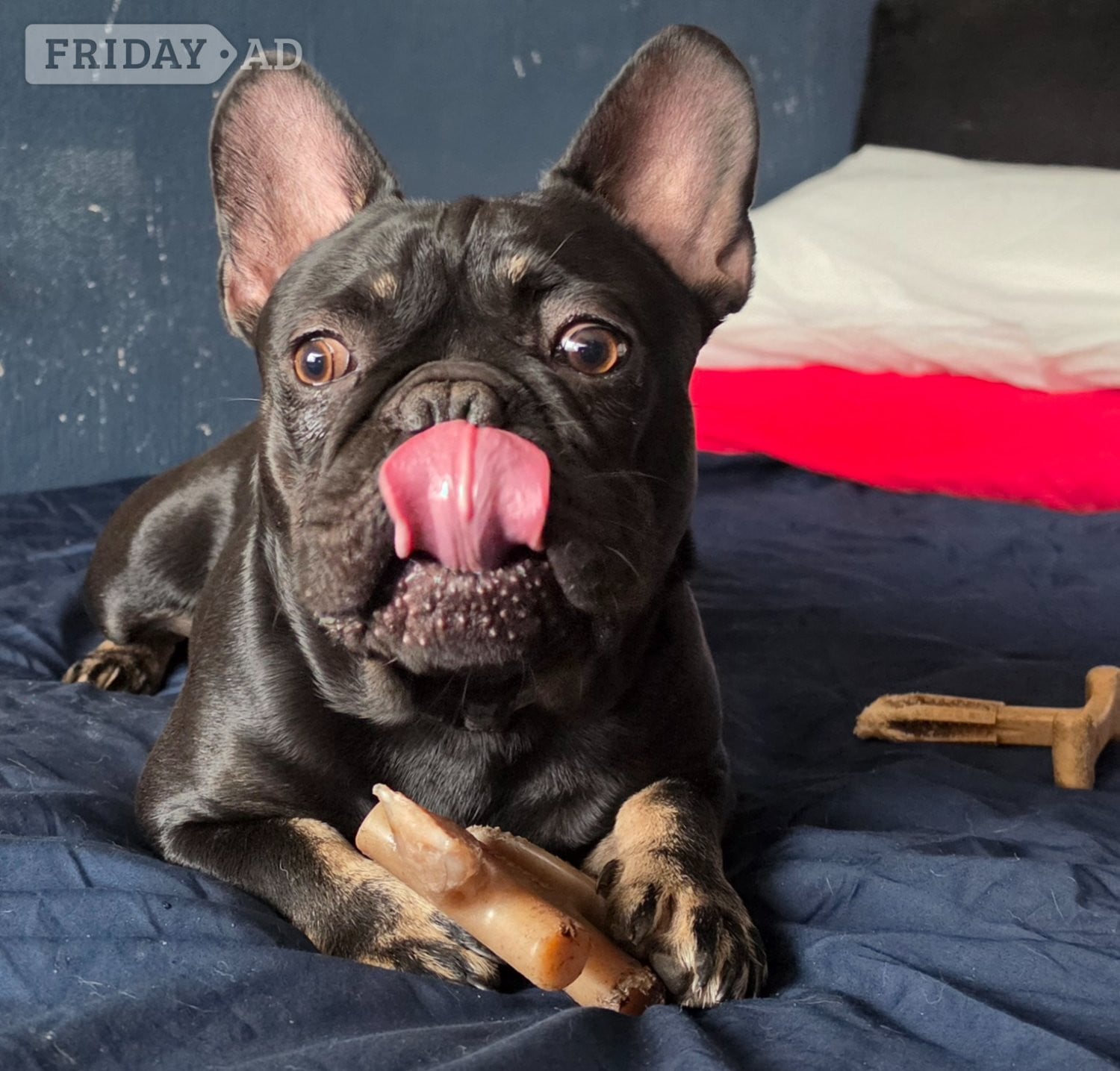 Walsall 4 french bulldog for sale 