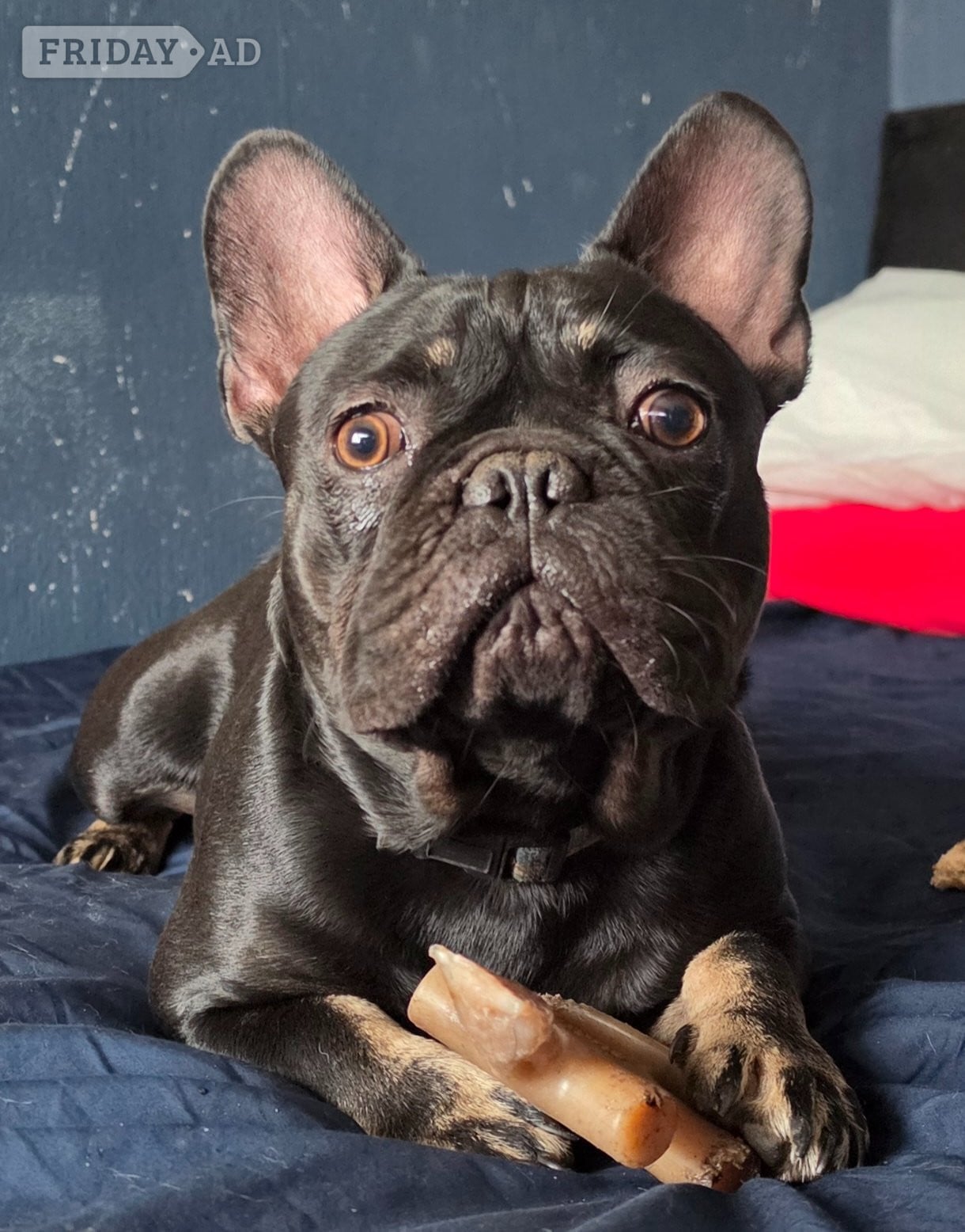 4 french bulldog for sale  - Dogs & Puppies in Walsall
