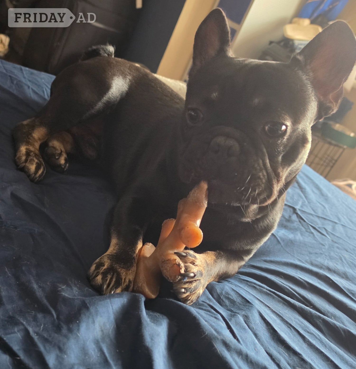 4 french bulldog for sale  - Dogs & Puppies
