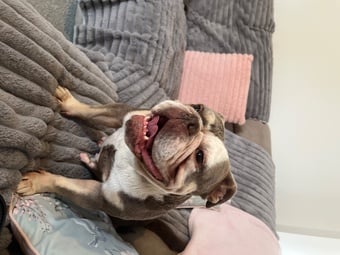 Old Tyme English Bull Dog female 6 yrs old
