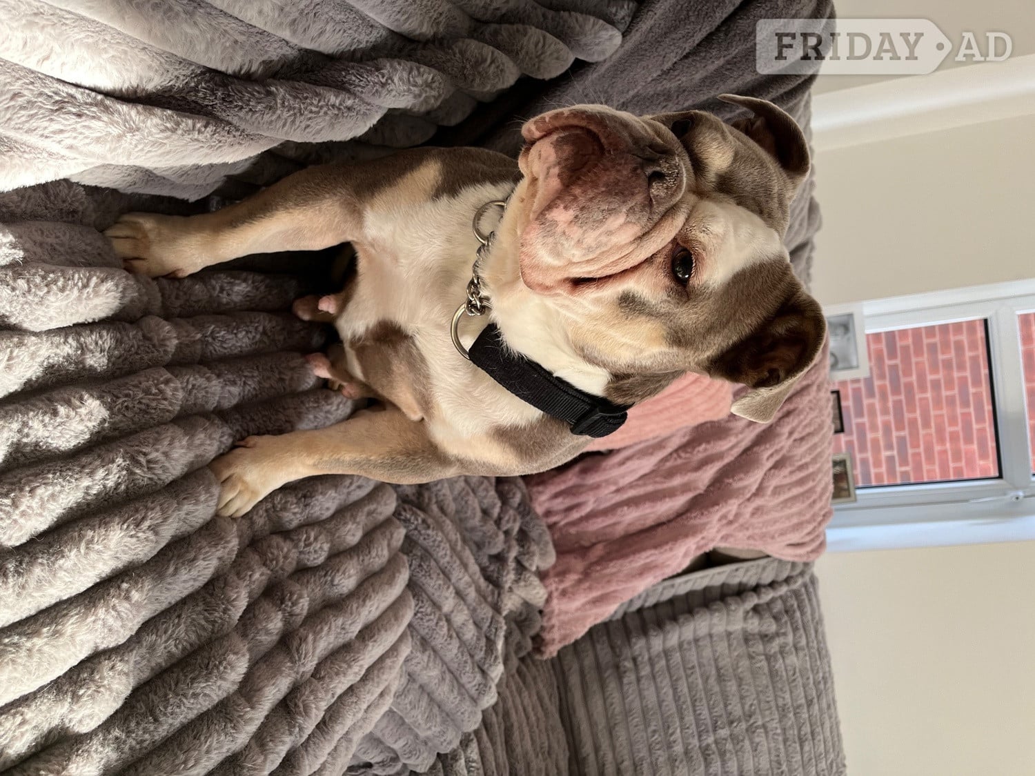 Old Tyme English Bull Dog female 6 yrs old