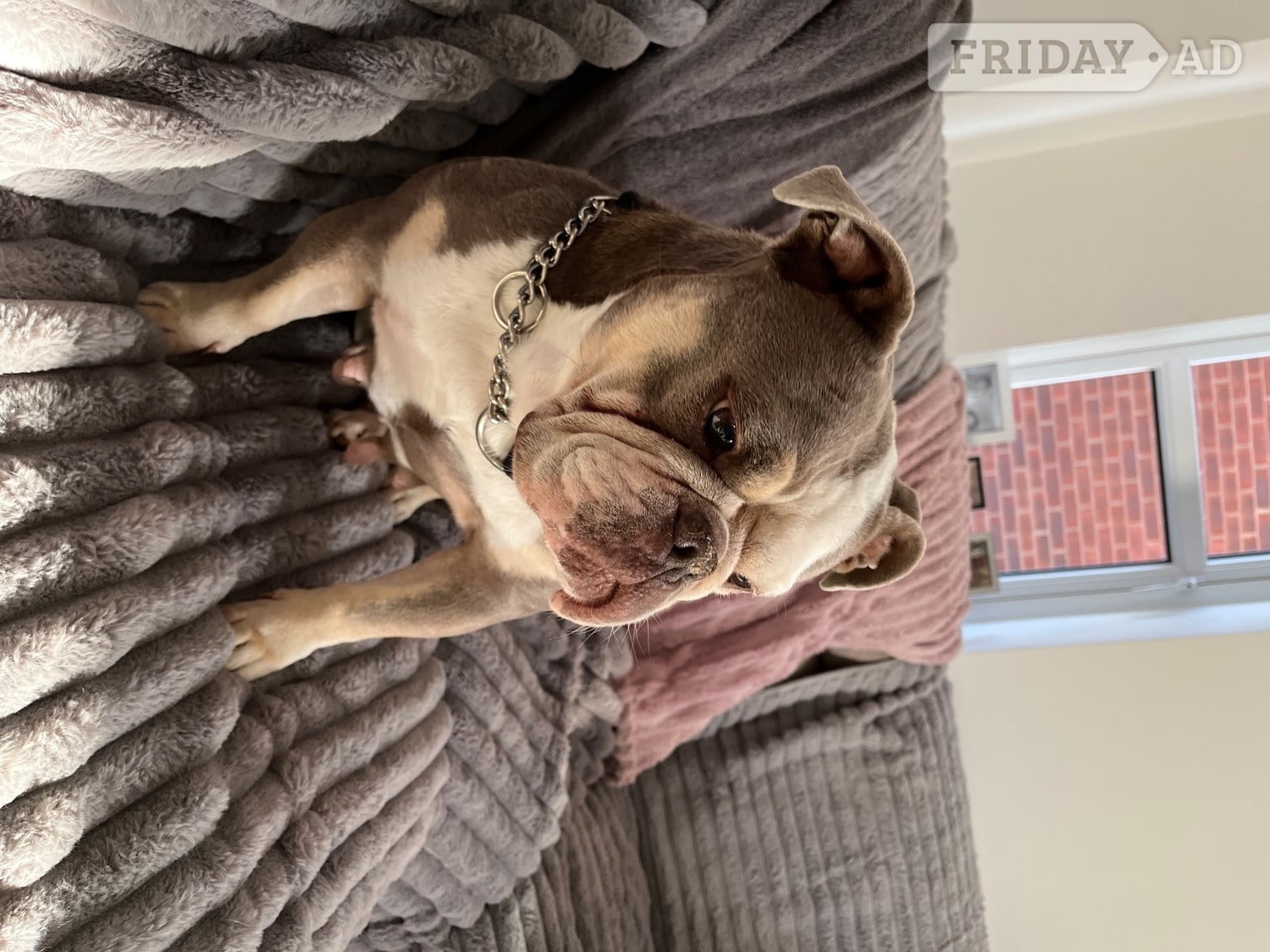 Bourne Old Tyme English Bull Dog female 6 yrs old