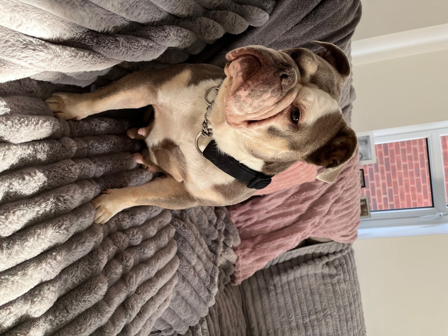 Old Tyme English Bull Dog female 6 yrs old