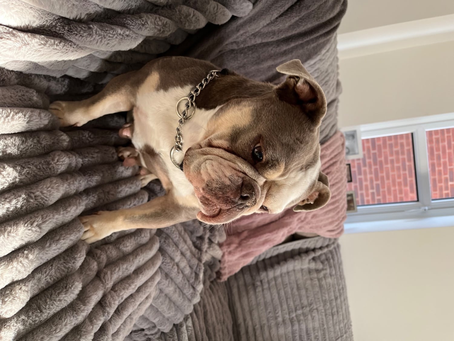 Bourne Old Tyme English Bull Dog female 6 yrs old