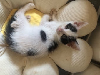 Cute kittens ready for new homes