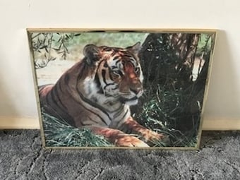 Tiger Gold Coloured Frame