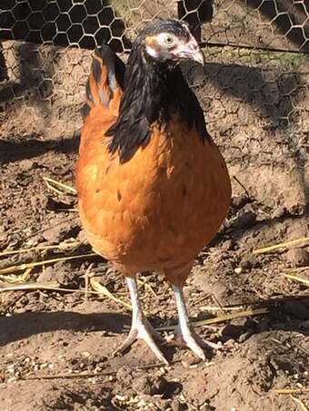 Day old chicks to POL Hens for sale...