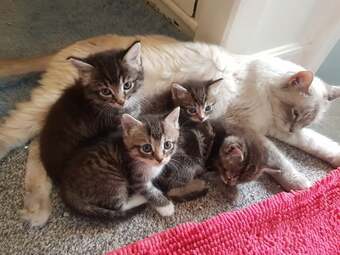 Ragdoll cross maincoon kittens 