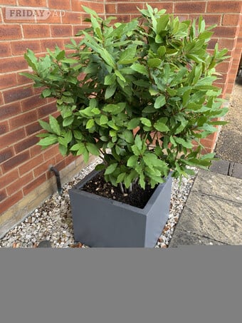 BAY TREE (LAURUS NOBILIS)