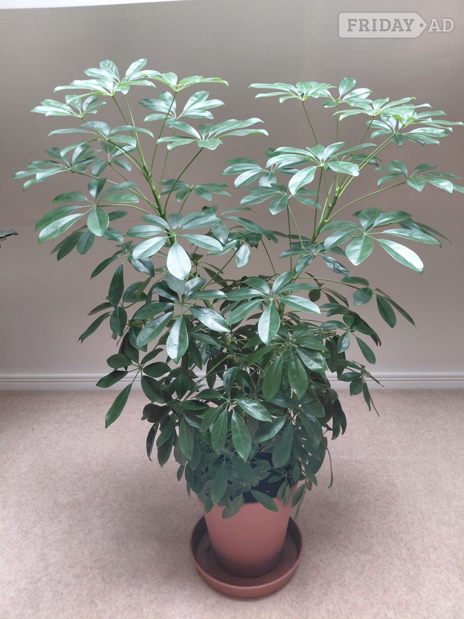 An Umbrella Tree in Winchester