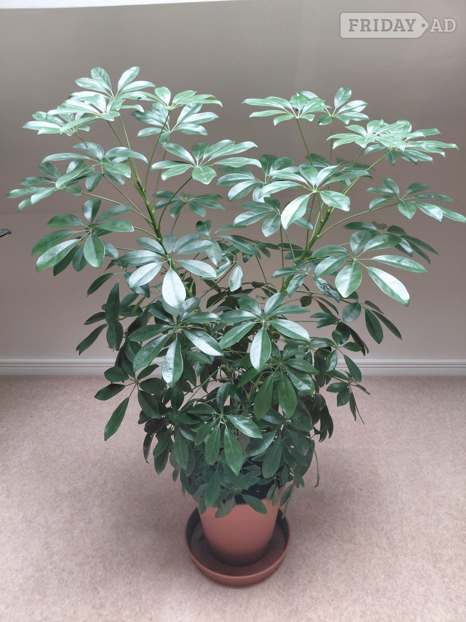 An Umbrella Tree