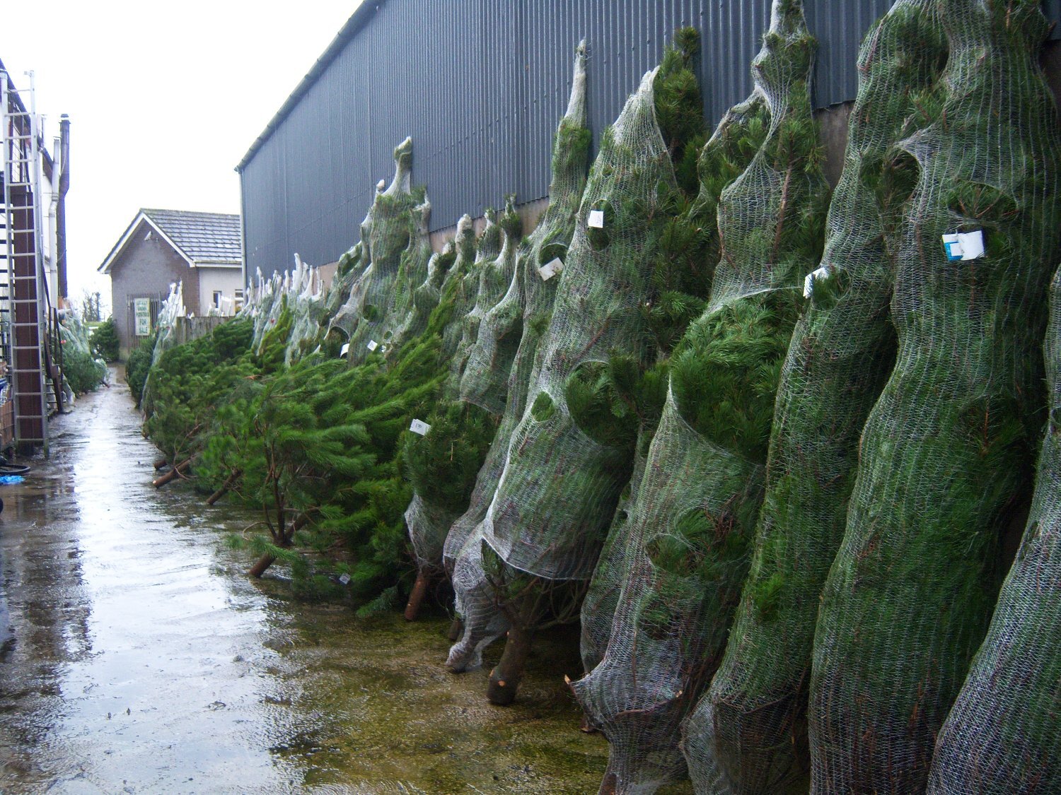 Real Christmas Trees for Sale