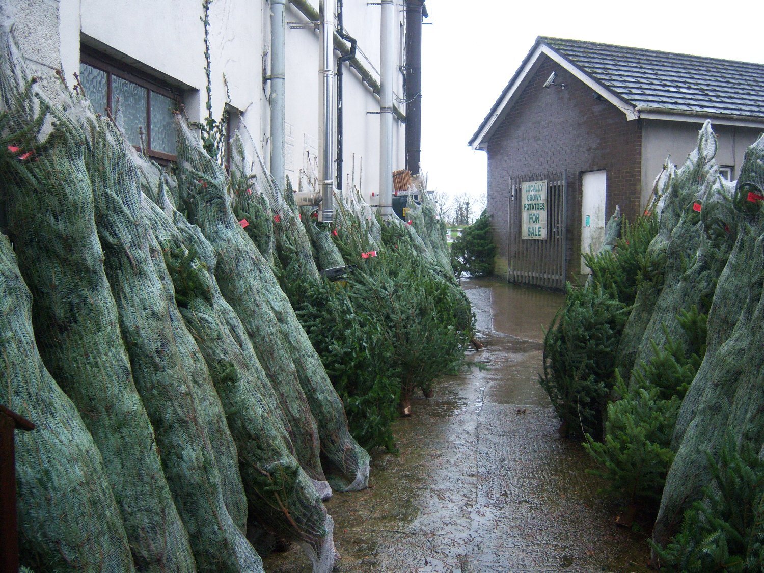 Lisburn Real Christmas Trees for Sale