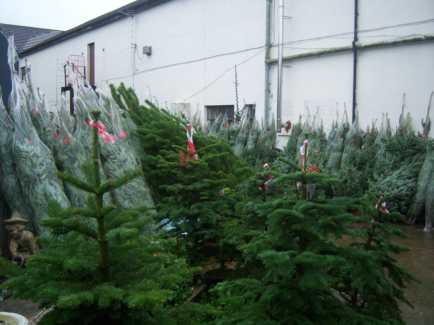 Real Christmas Trees for Sale - Garden in Lisburn
