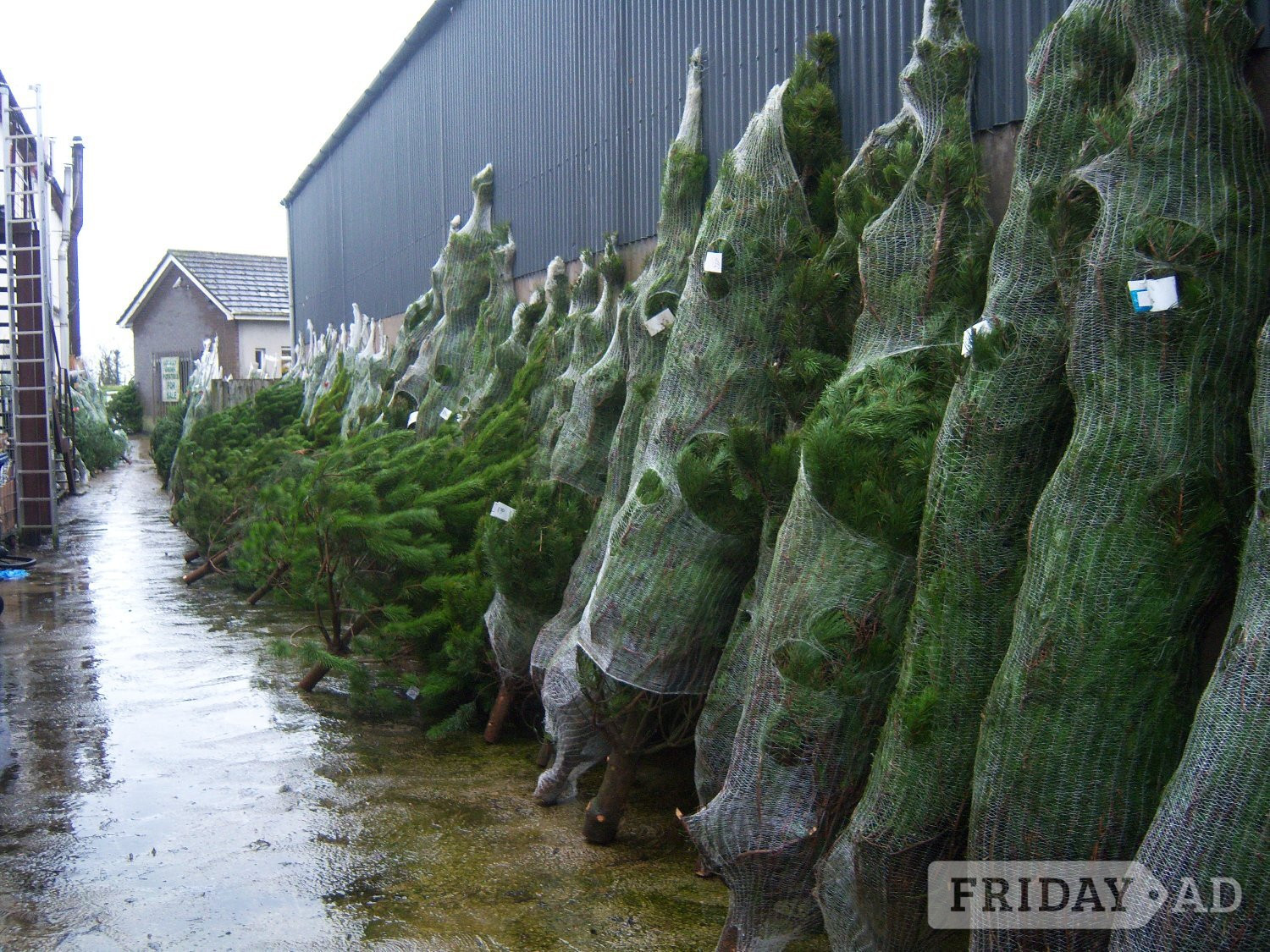 Real Christmas Trees for Sale