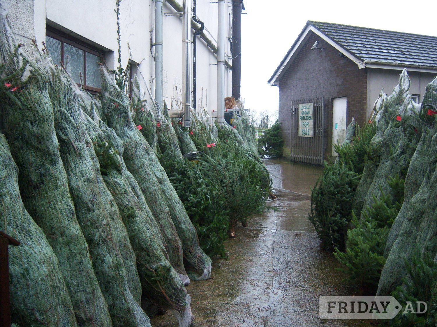 Lisburn Real Christmas Trees for Sale