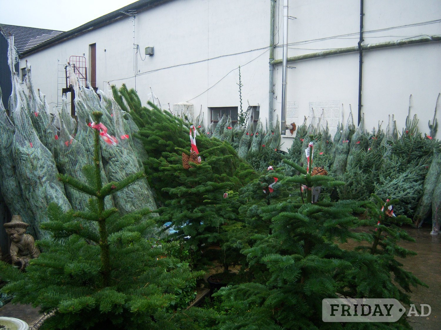 Real Christmas Trees for Sale - Garden in Lisburn