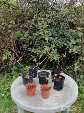 Honeysuckle Plants and Birdbath