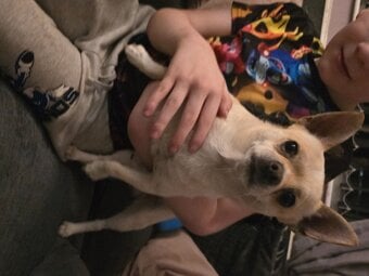 Chihuahua male for sale 