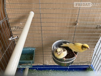 Canary Chics x 2 Variagated (yellow/brown)