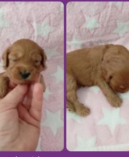 Stunning Red F1b Cockapoos  - Dogs & Puppies in Glasgow