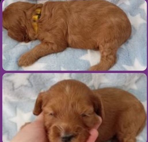 Stunning Red F1b Cockapoos  - Dogs & Puppies