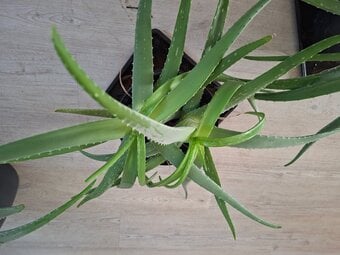 Aloe's green plant