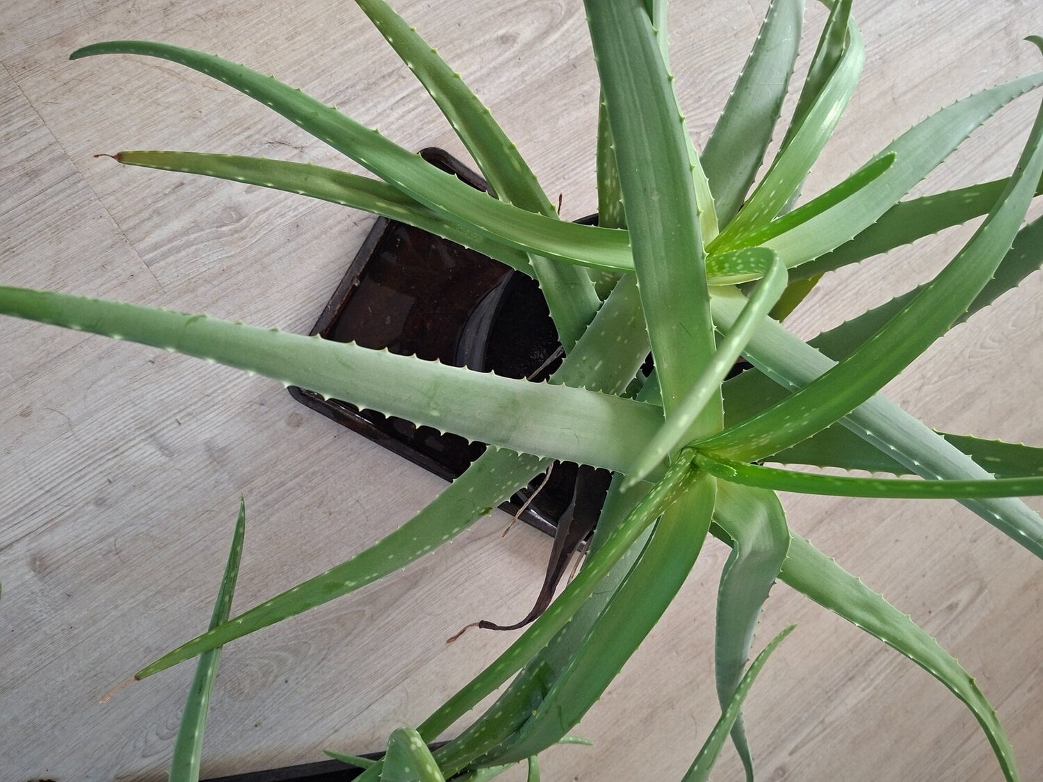 Eastbourne Aloe's green plant