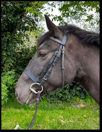 Companion Pony/Light Hack Work