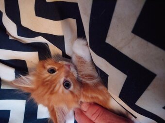 Fluff puff kitten