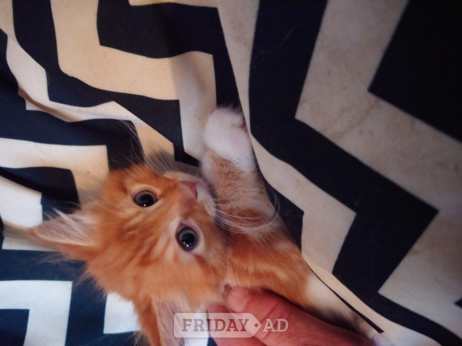 Fluff puff kitten in Hailsham