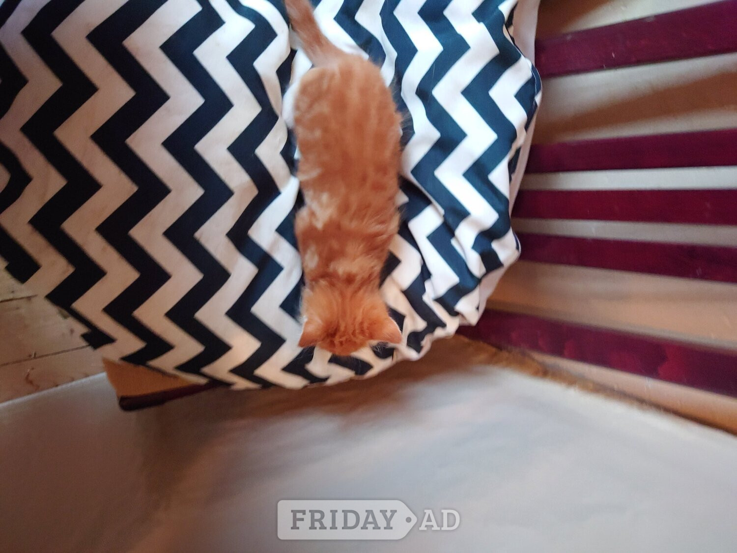 Fluff puff kitten