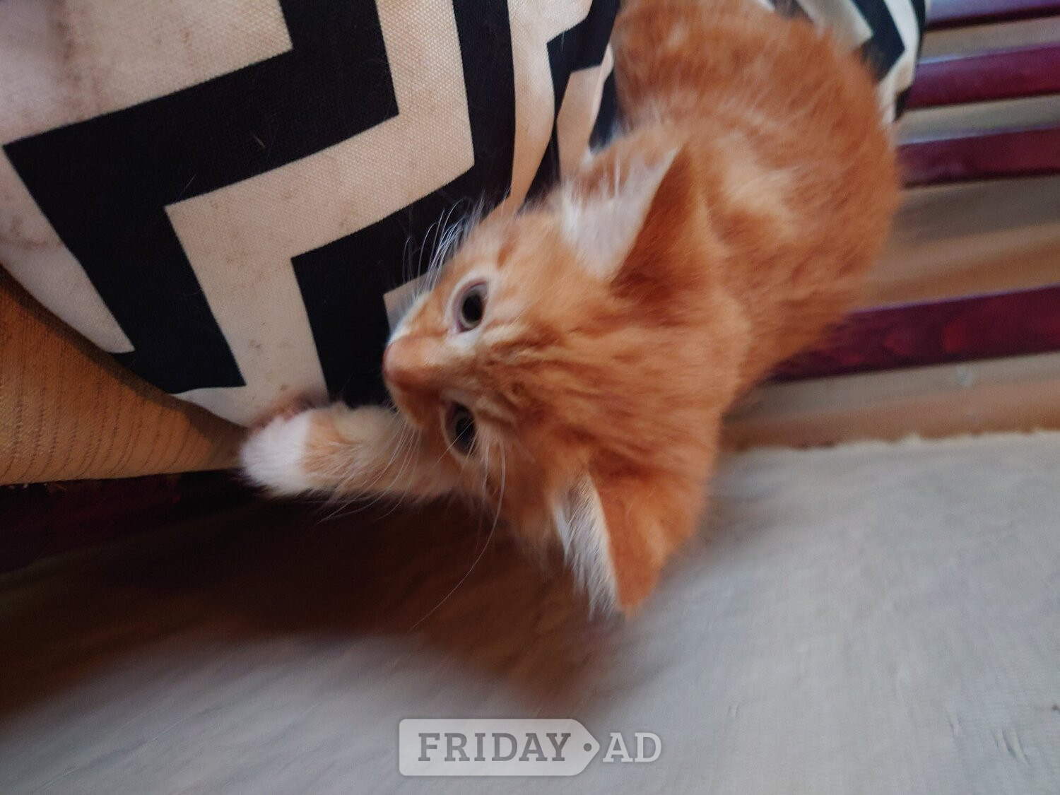 Hailsham Fluff puff kitten