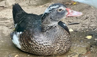 Muscovy Ducklings 17 weeks old