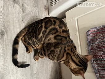 Adult bengal female