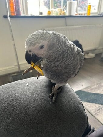 Very Friendly Male African Grey