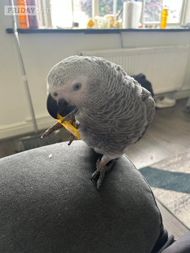 Very Friendly Male African Grey in Slough