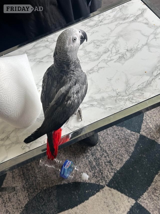 Very Friendly Male African Grey