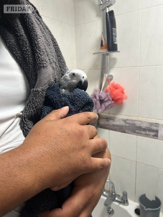 Slough Very Friendly Male African Grey
