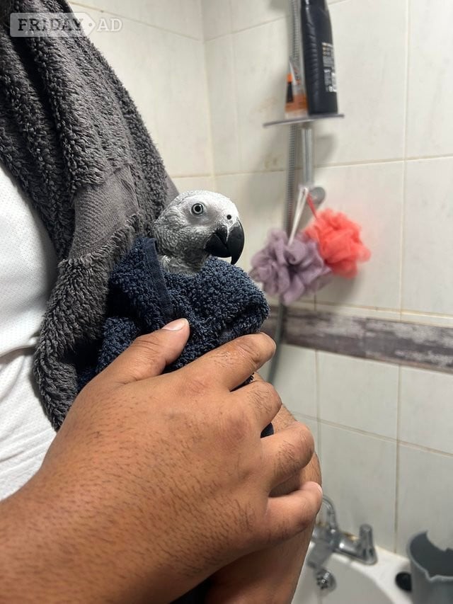 Very Friendly Male African Grey - Birds in Slough
